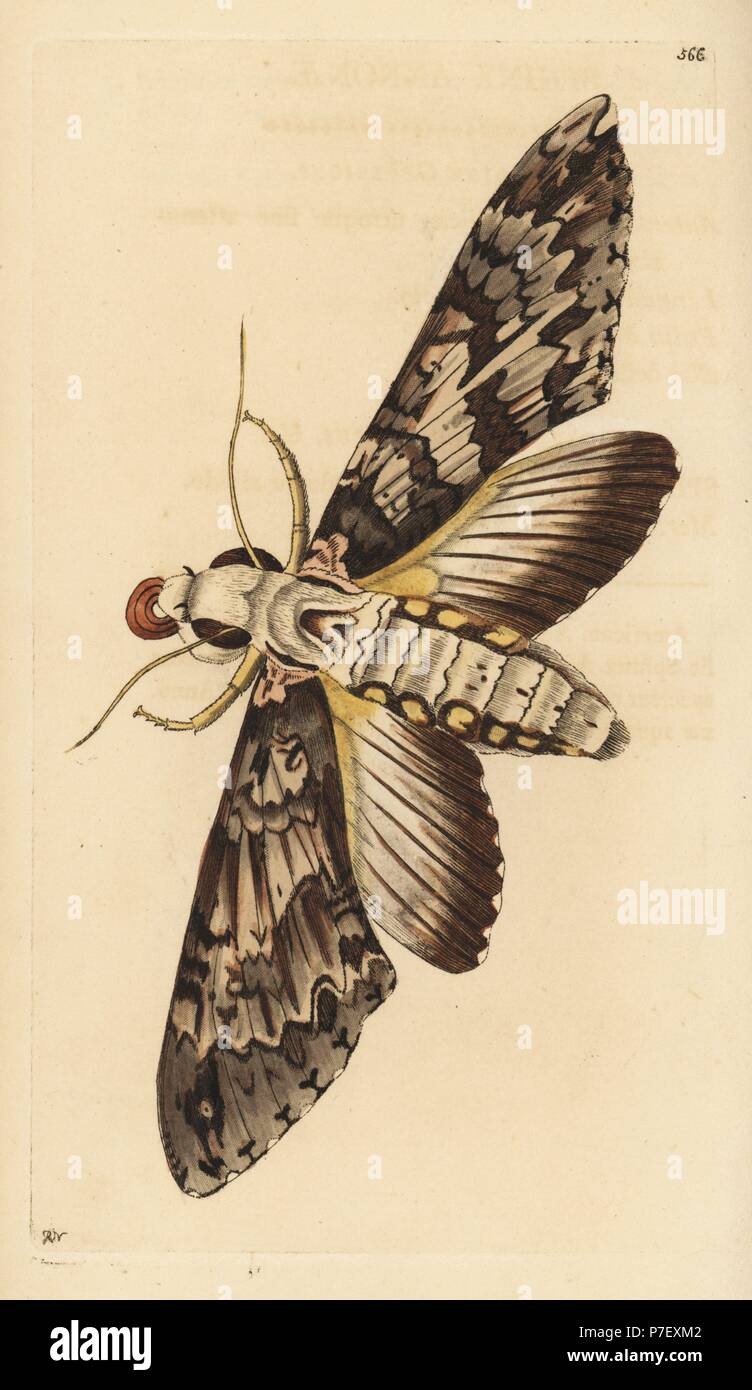 Giant sphinx moth, Cocytius antaeus (Annona sphinx, Sphinx annonae). Illustration drawn and engraved by Richard Polydore Nodder. Handcoloured copperplate engraving from George Shaw and Frederick Nodder's The Naturalist's Miscellany, London, 1802. Stock Photo