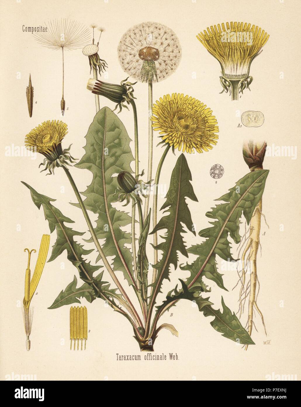 Common dandelion, Taraxacum campylodes (Taraxacum officinale). Chromolithograph after a botanical illustration by Walther Muller from Hermann Adolph Koehler's Medicinal Plants, edited by Gustav Pabst, Koehler, Germany, 1887. Stock Photo