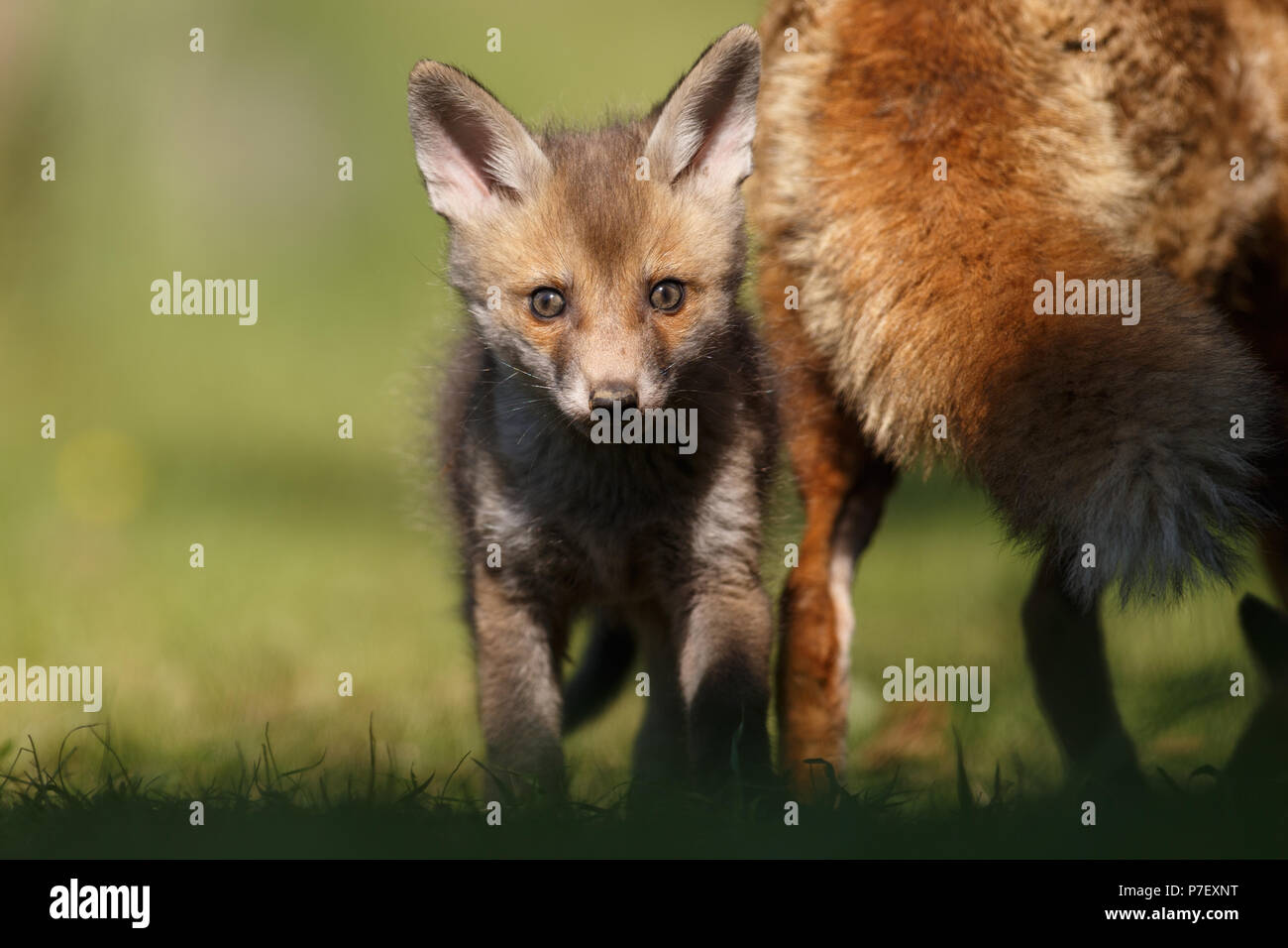 Red fox cub out exploring its new world Stock Photo
