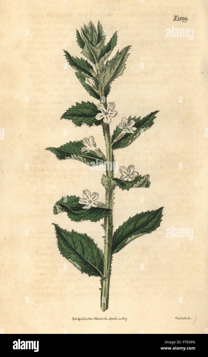 Lazybush, Oftia africana (Ilex-leaved spielmannia, Spielmannia africana). Handcoloured botanical engraving from John Sims' Curtis's Botanical Magazine, Couchman, London, 1816. Stock Photo