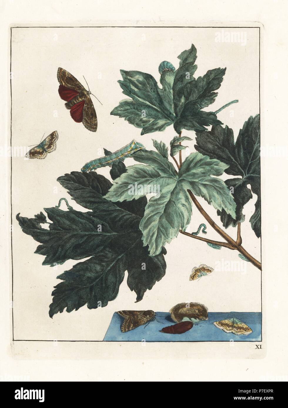 Underwing moth from Meudon, France, and small mocha moth. Handcoloured copperplate engraving drawn and etched by Jacob l'Admiral in Naauwkeurige Waarneemingen omtrent de veranderingen van veele Insekten (Accurate Descriptions of the Metamorphoses of Insects), J. Sluyter, Amsterdam, 1774. For this second edition, M. Houttuyn added another eight plates to the original 25. Stock Photo