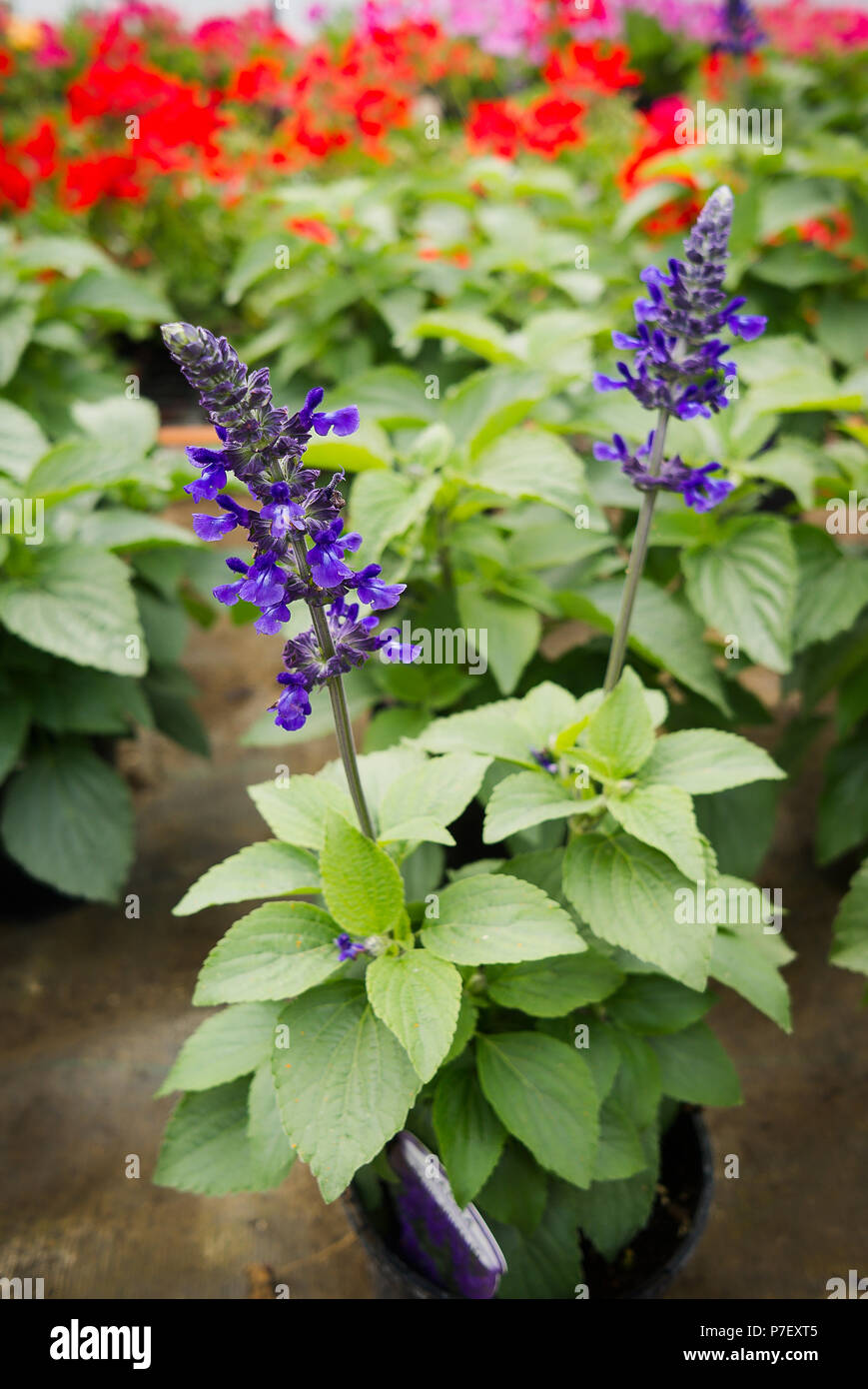 Salvia Mystic Spires in an English plant nursery in May Stock Photo