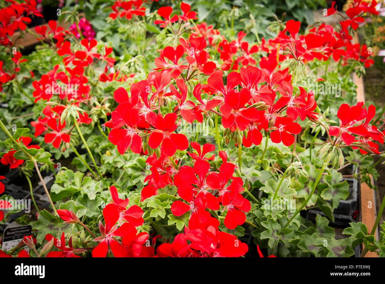 Bedding pelargoniums variety Blizzard Fire Improve for sale at an English bedding plant nursery Stock Photo