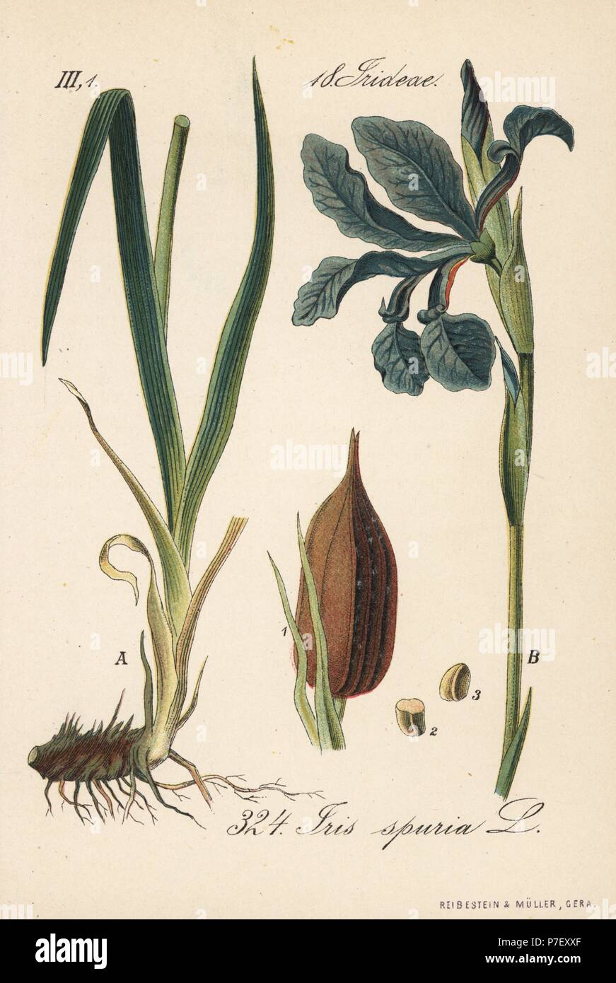 Beardless iris, Iris spuria. Handcoloured lithograph from Diederich von Schlechtendal's German Flora (Flora von Deutschland), Jena, 1871. Stock Photo