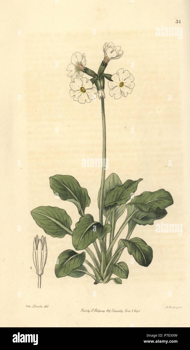 Ruffed or tall pale primrose, Primula involucrata. Handcoloured copperplate engraving by George Barclay after an illustration by Miss Sarah Drake from Edwards' Botanical Register, edited by John Lindley, London, Ridgeway, 1846. Stock Photo