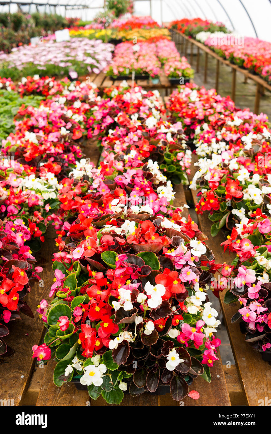 A colourful display of bedding begonias and other plants for sale at an English plant nursery Stock Photo