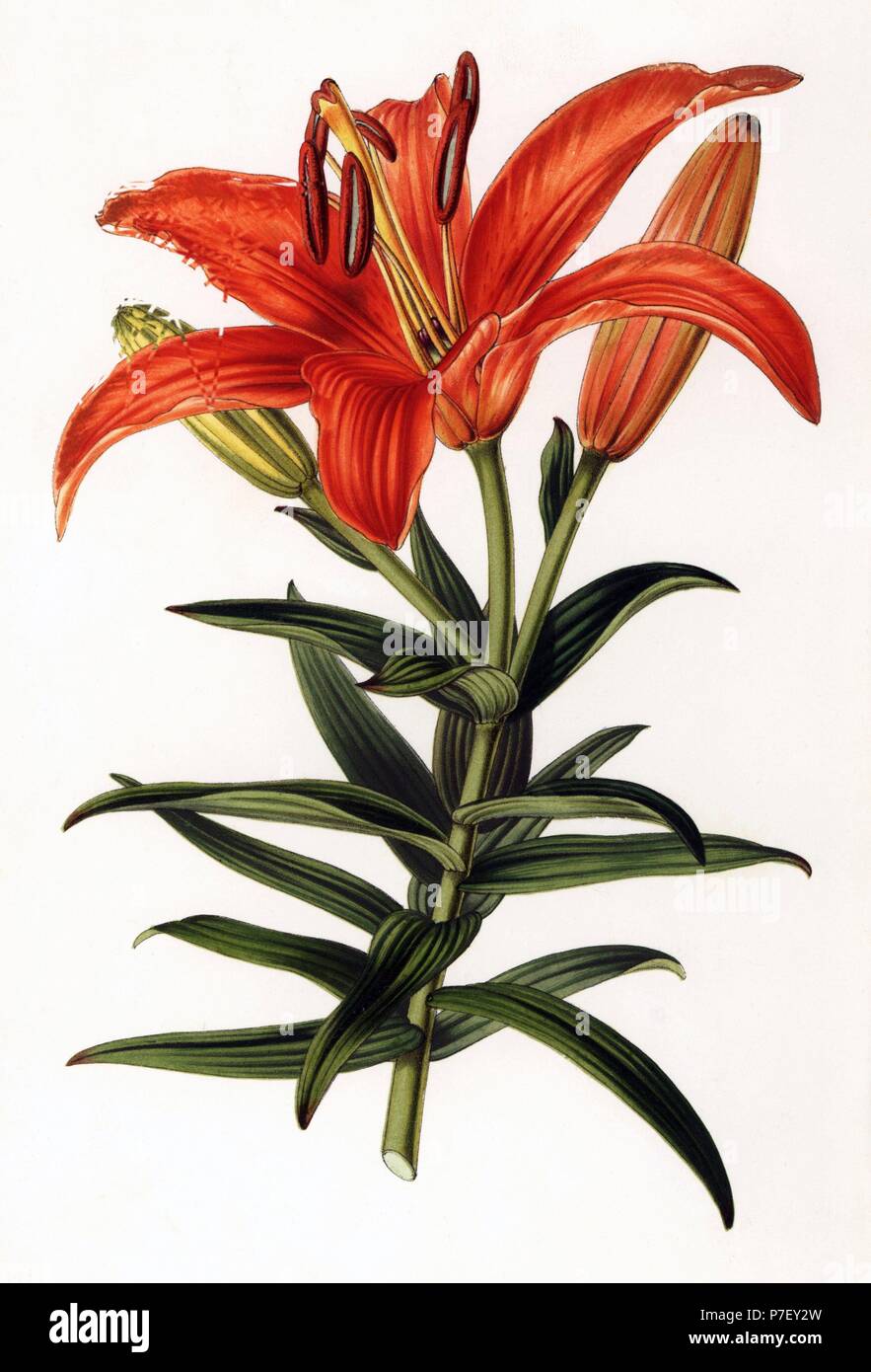 Sukashiyuri lily, Lilium maculatum (Lilium venustum). Handcoloured lithograph by L. Stroobant from Louis van Houtte and Charles Lemaire's Flowers of the Gardens and Hothouses of Europe, Flore des Serres et des Jardins de l'Europe, Ghent, Belgium, 1851. Stock Photo