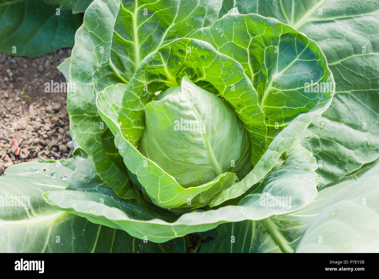 A mature cabbage Hispi ready for picking Stock Photo