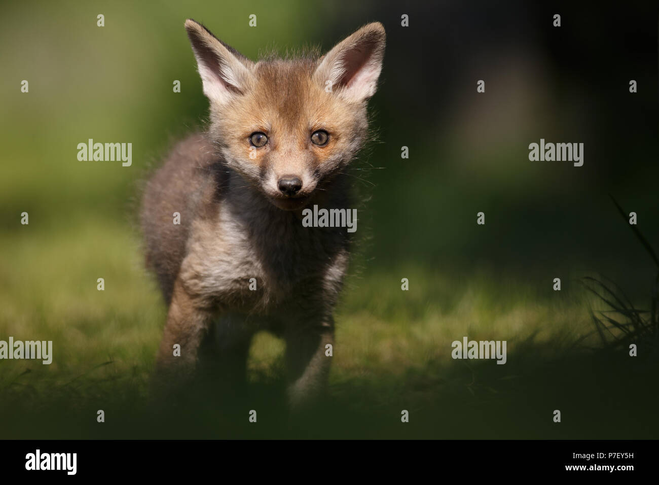 Red fox cub out exploring its new world Stock Photo