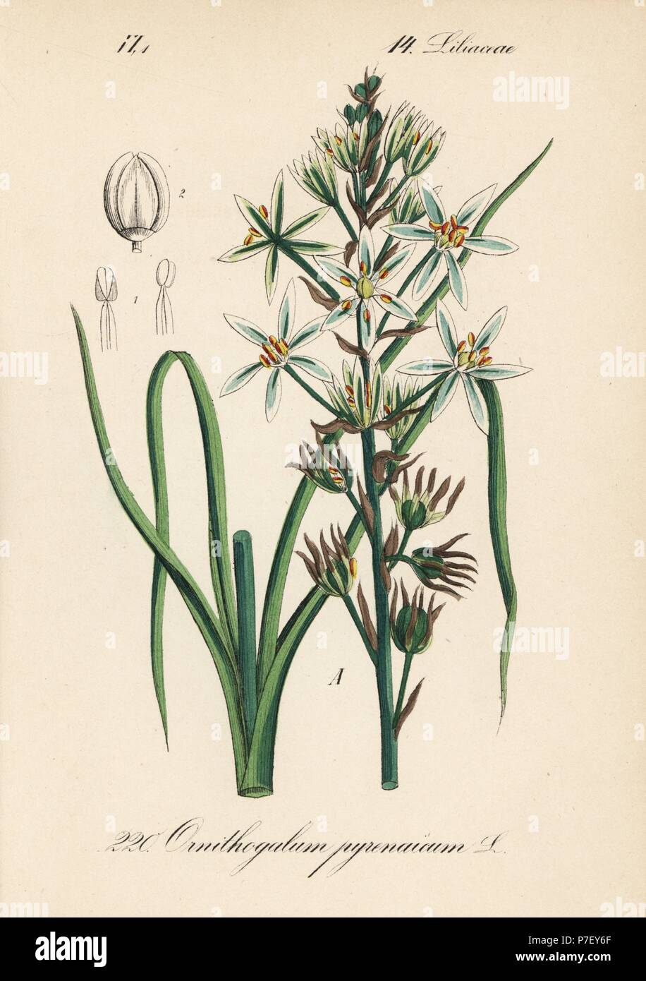 Prussian asparagus or wild asparagus, Ornithogalum pyrenaicum. Handcoloured lithograph from Diederich von Schlechtendal's German Flora (Flora von Deutschland), Jena, 1871. Stock Photo