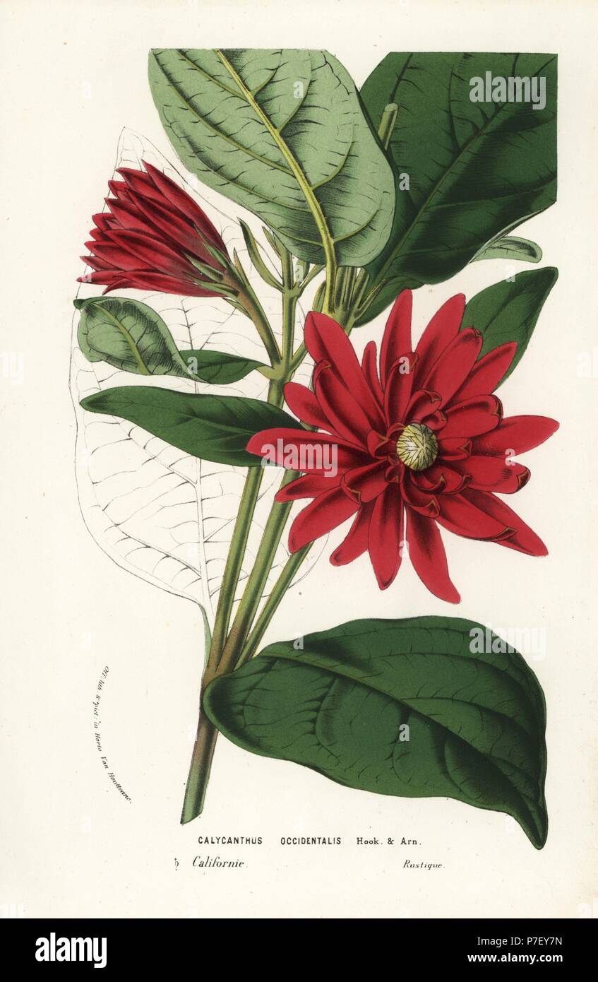 California spicebush or western sweetshrub, Calycanthus occidentalis. Handcoloured lithograph from Louis van Houtte and Charles Lemaire's Flowers of the Gardens and Hothouses of Europe, Flore des Serres et des Jardins de l'Europe, Ghent, Belgium, 1856. Stock Photo