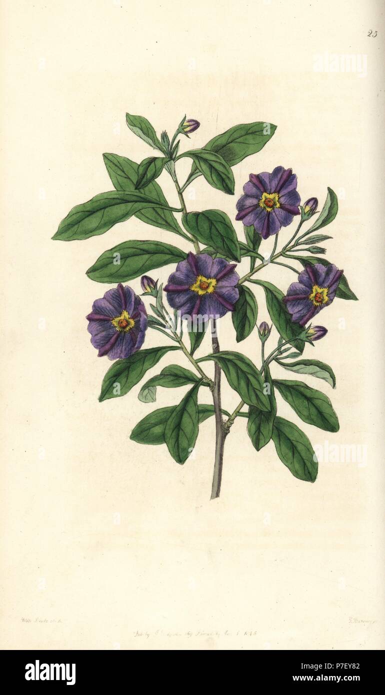 Lycianthes lycioides (Lycium-like solanum, Solanum lycioides). Handcoloured copperplate engraving by George Barclay after an illustration by Miss Sarah Drake from Edwards' Botanical Register, edited by John Lindley, London, Ridgeway, 1846. Stock Photo