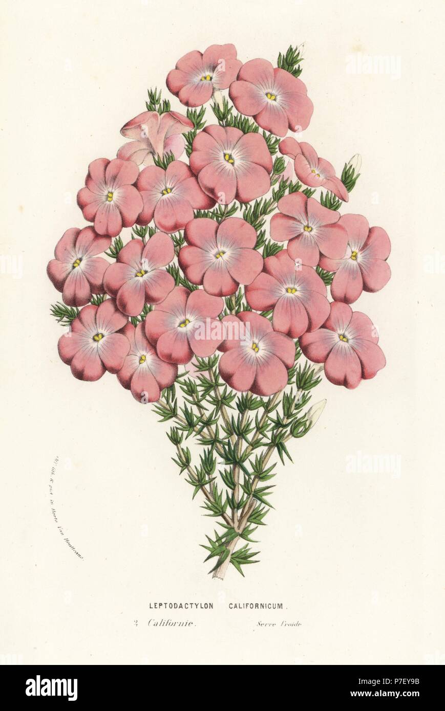 California prickly phlox, Leptodactylon californicum. Handcoloured lithograph from Louis van Houtte and Charles Lemaire's Flowers of the Gardens and Hothouses of Europe, Flore des Serres et des Jardins de l'Europe, Ghent, Belgium, 1856. Stock Photo