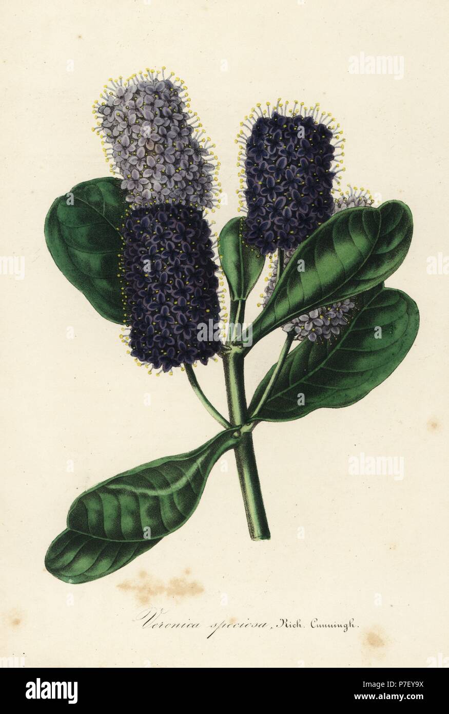 New Zealand hebe, Veronica speciosa. Handcoloured lithograph from Louis van Houtte and Charles Lemaire's Flowers of the Gardens and Hothouses of Europe, Flore des Serres et des Jardins de l'Europe, Ghent, Belgium, 1845. Stock Photo