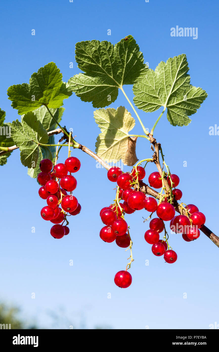 Ripe red currants Rovada ready forthe kitchen in UK Stock Photo