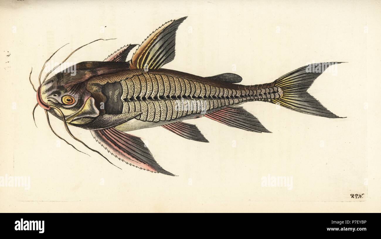 Raphael catfish, Platydoras costatus (Ribbed soldier fish, Cataphractus costatus). Illustration drawn and engraved by Richard Polydore Nodder. Handcoloured copperplate engraving from George Shaw and Frederick Nodder's The Naturalist's Miscellany, London, 1802. Stock Photo