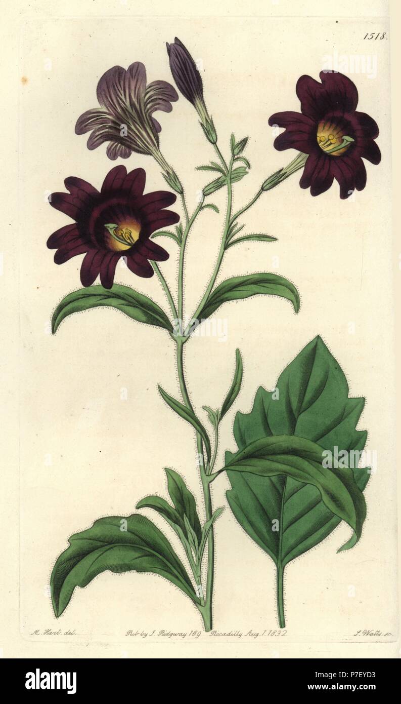 Painted tongue, Salpiglossis sinuata (Dark purple salpiglossis, Salpiglossis atropurpurea). Handcoloured copperplate engraving by S. Watts after an illustration by M. Hart from Sydenham Edwards' Botanical Register, Ridgeway, London, 1832. Stock Photo