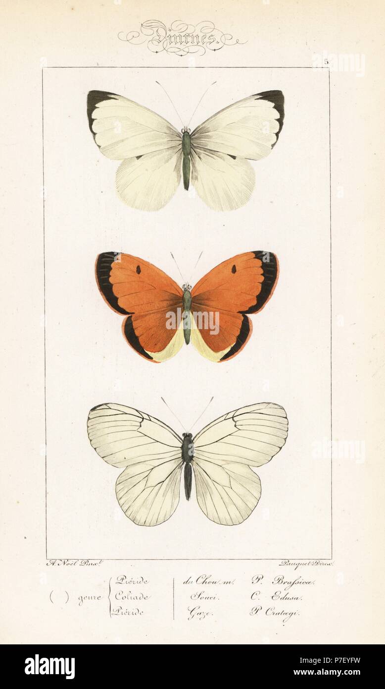 Large white, Pieris brassicae, clouded yellow, Colias croceus, and black-veined white, Aporia crataegi. Handcoloured steel engraving by the Pauquet brothers after an illustration by Alexis Nicolas Noel from Hippolyte Lucas' Natural History of European Butterflies, Histoire Naturelle des Lepidopteres d'Europe, 1864. Stock Photo