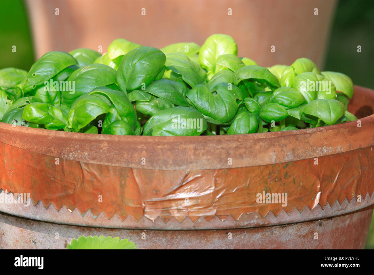 Basil herb growing in terracotta pot Stock Photo Alamy