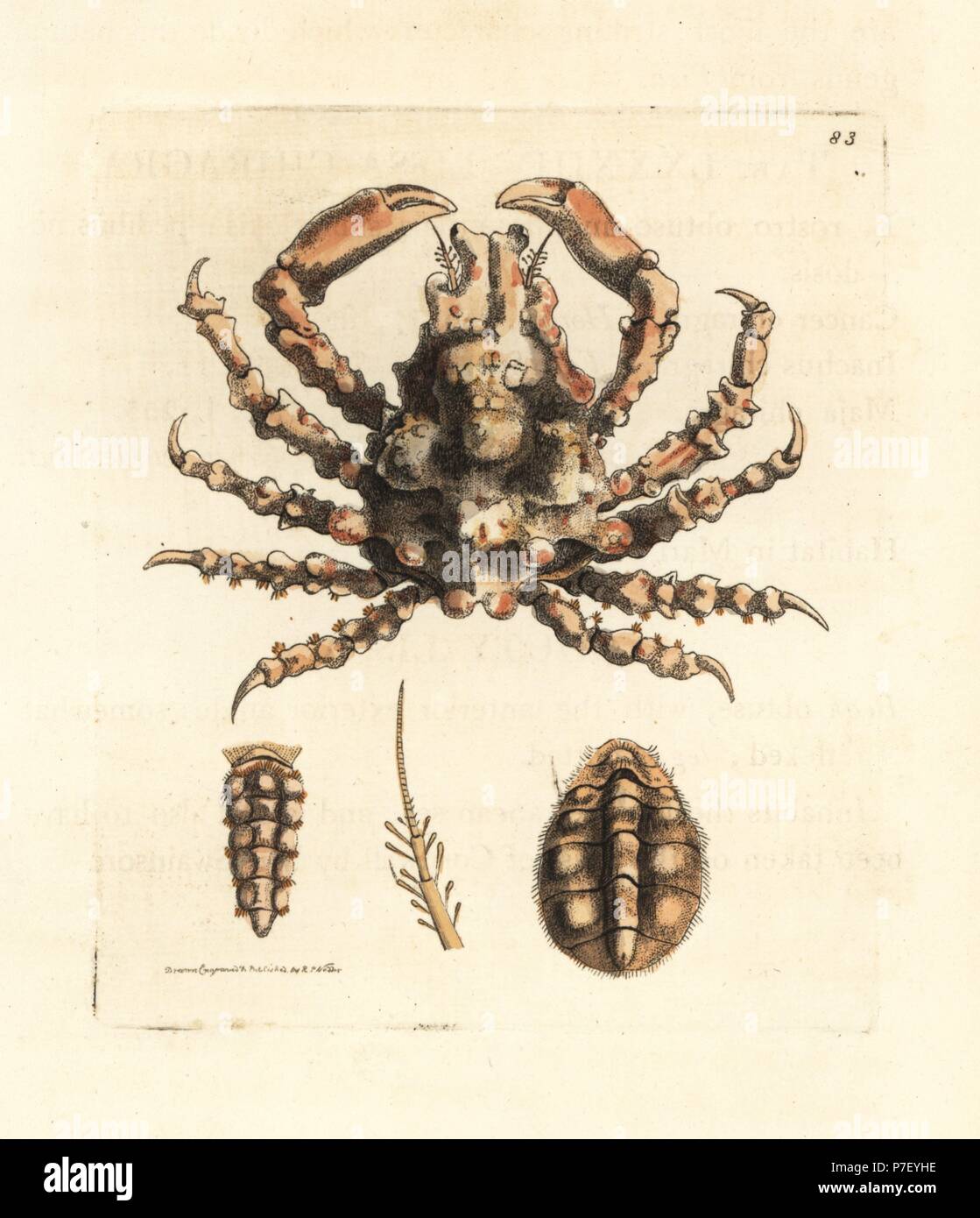 Gouty lissa crab, Lissa chiragra. Handcoloured copperplate engraving