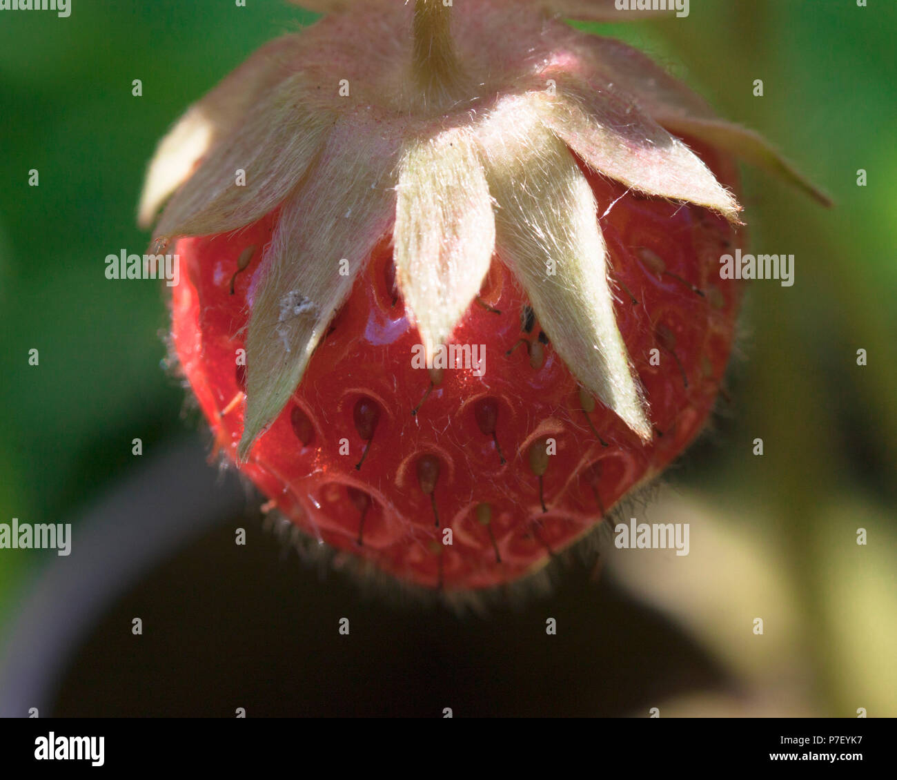 Strawberry ripening on plant in English garden summer July Stock Photo