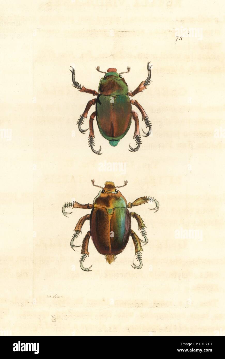 King Christmas beetle, Anoplognathus viridiaeneus, and Christmas beetle, Anoplognathus viriditarsis (Green brassy rutela, Rutela viridi-aenea, and green-footed rutela, Rutela viridi-tarsis). Handcoloured copperplate engraving drawn and engraved by Richard Polydore Nodder from William Elford Leach's Zoological Miscellany, McMillan, London, 1815. Stock Photo