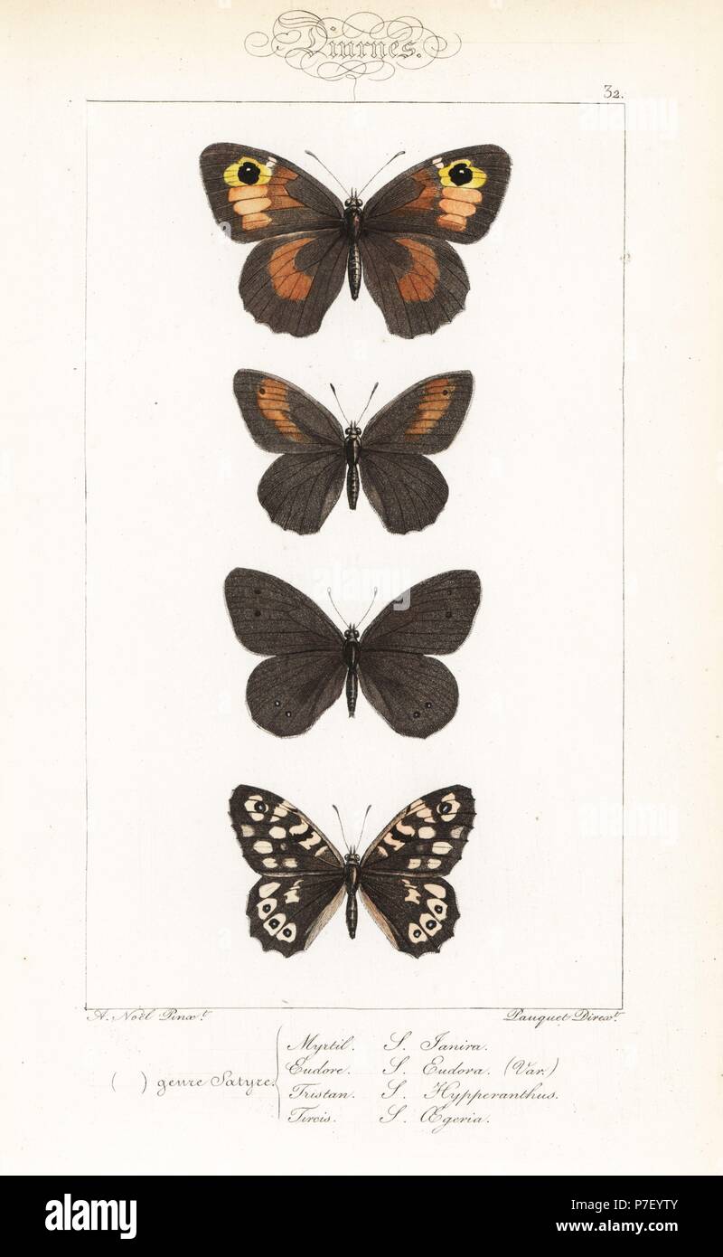 Meadow brown, Maniola jurtina, eudore, Satyrus eudora, ringlet, Epinephele hyperanthus, and speckled wood, Pararge aegeria. Handcoloured steel engraving by the Pauquet brothers after an illustration by Alexis Nicolas Noel from Hippolyte Lucas' Natural History of European Butterflies, Histoire Naturelle des Lepidopteres d'Europe, 1864. Stock Photo