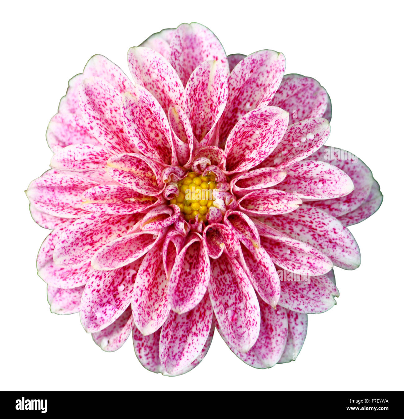 Flower of pink dahlia, isolated on white closeup Stock Photo - Alamy