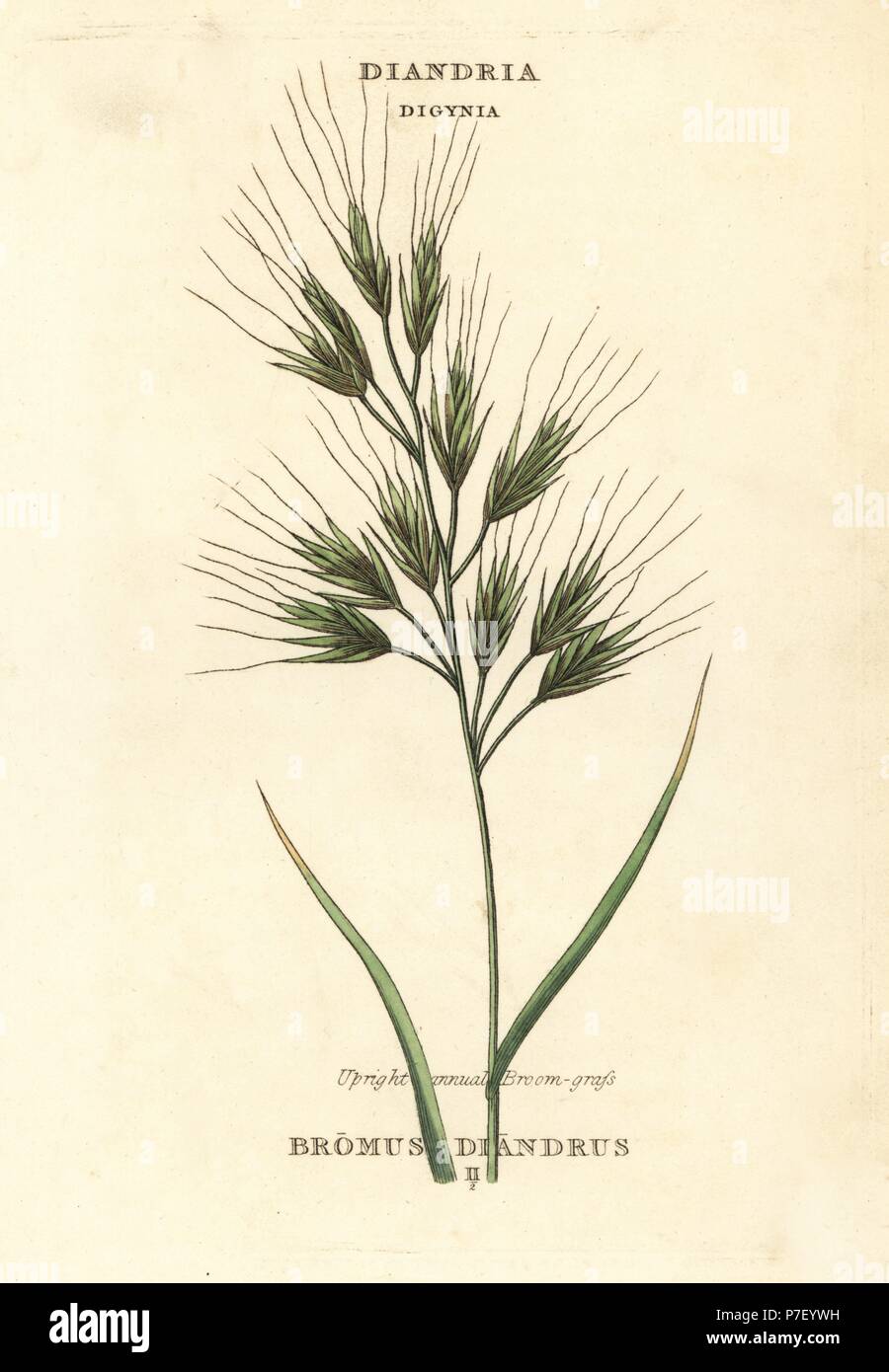 Upright annual broom-grass or brome grass, Bromus diandrus. Handcoloured  copperplate engraving after an illustration by Richard Duppa from his The  Classes and Orders of the Linnaean System of Botany, Longman, Hurst, London,