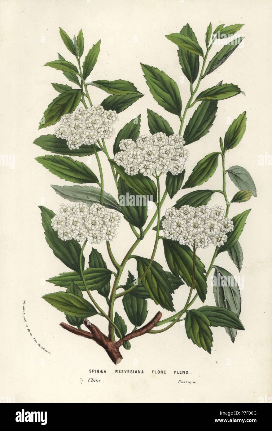 Reeve's spiraea, Spiraea cantoniensis f. lanceata (Spiraea reevesiana florepleno). China. Handcoloured lithograph from Louis van Houtte and Charles Lemaire's Flowers of the Gardens and Hothouses of Europe, Flore des Serres et des Jardins de l'Europe, Ghent, Belgium, 1856. Stock Photo