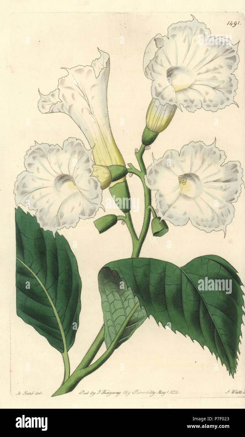 Large-flowered cordia, Cordia grandiflora. Handcoloured copperplate engraving by S. Watts after an illustration by M. Hart from Sydenham Edwards' Botanical Register, Ridgeway, London, 1832. Stock Photo