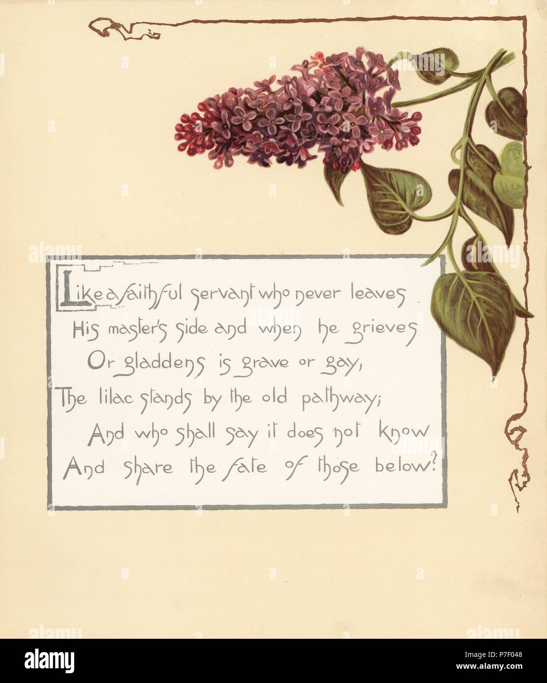 Lilac, Syringa vulgaris, and calligraphic poem. Chromolithograph by Louis Prang from Alice Ward Bailey's Flower Fancies, Boston, 1889. Illustrated by Lucy Baily, Eleanor Ecob Morse, Olive Whitney, Ellen Fisher, Fidelia Bridges, C. Ryan and F. Schuyler Mathews. Stock Photo