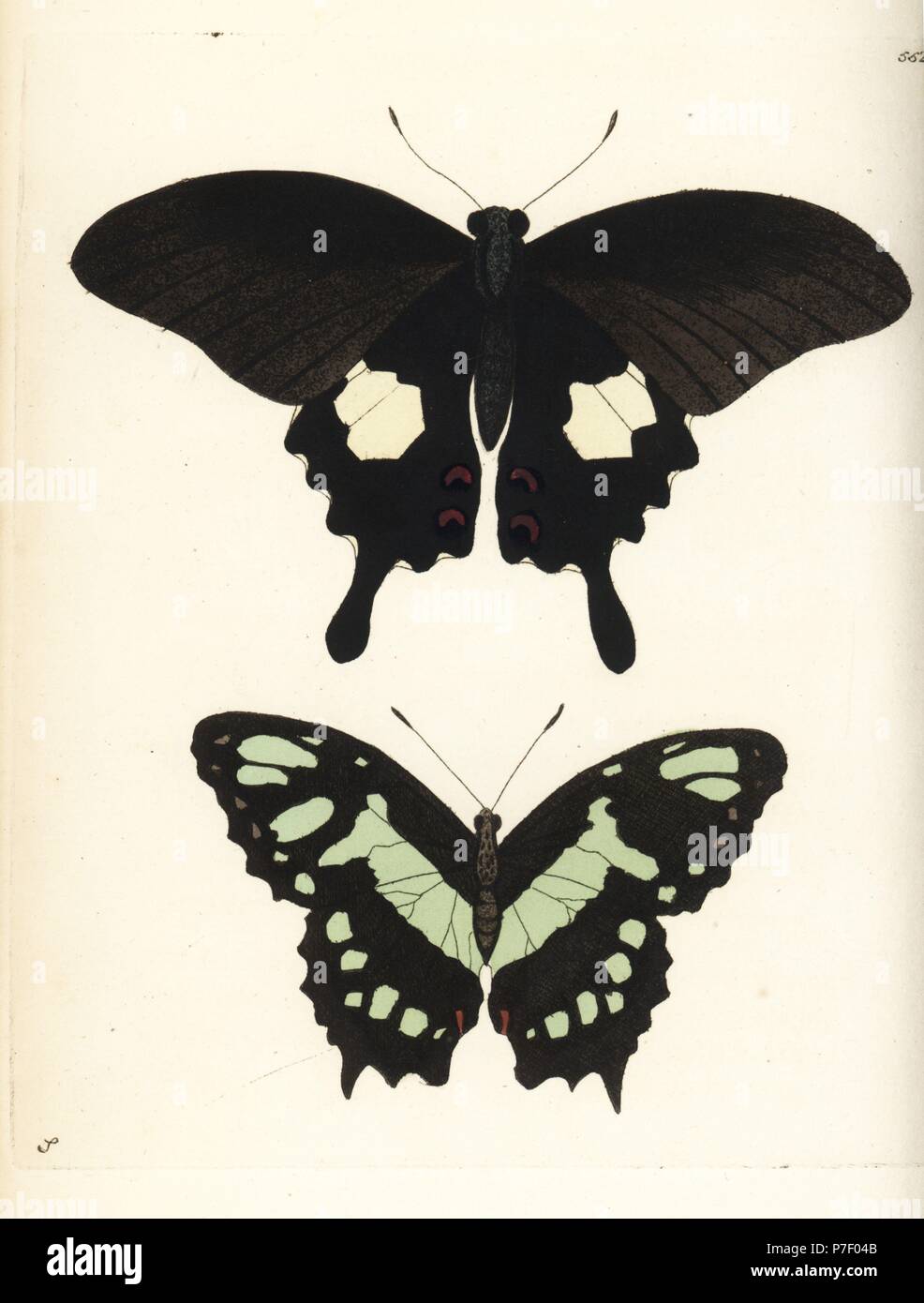 Red helen and malachite butterfly, Papilio helenus, Siproeta stelenes (Papilio helenus and Papilio steneles). Illustration drawn and engraved by Richard Polydore Nodder. Handcoloured copperplate engraving from George Shaw and Frederick Nodder's The Naturalist's Miscellany, London, 1802. Stock Photo