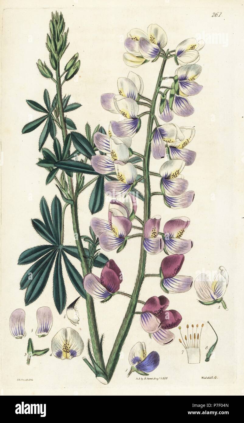 Woolly various-coloured lupine, Lupinus tomentosus. Handcoloured copperplate engraving by Weddell after a botanical illustration by Edward Dalton Smith from Robert Sweet's The British Flower Garden, Ridgeway, London, 1828. Stock Photo