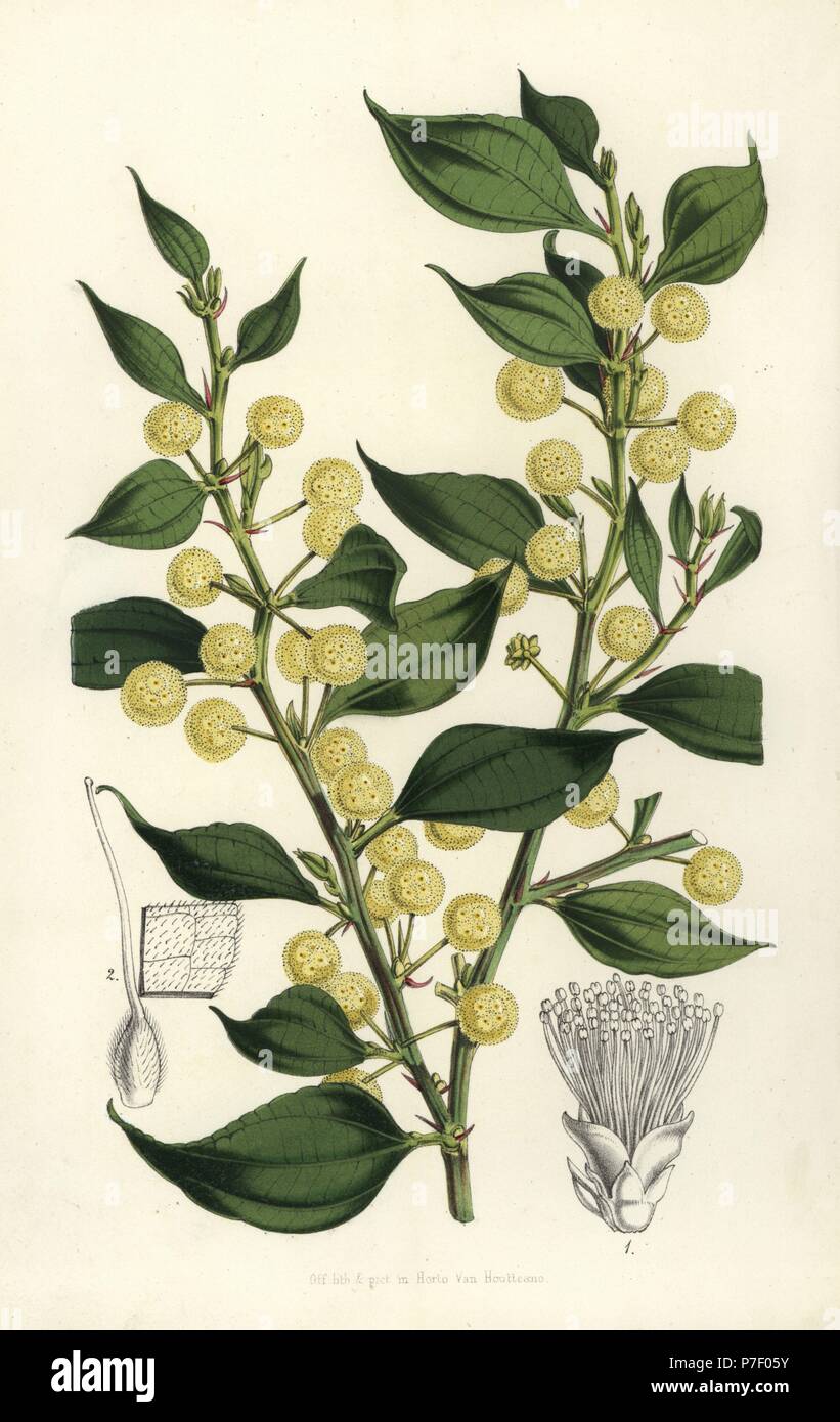 Wattle, Acacia urophylla. Handcoloured lithograph from Louis van Houtte and Charles Lemaire's Flowers of the Gardens and Hothouses of Europe, Flore des Serres et des Jardins de l'Europe, Ghent, Belgium, 1851. Stock Photo