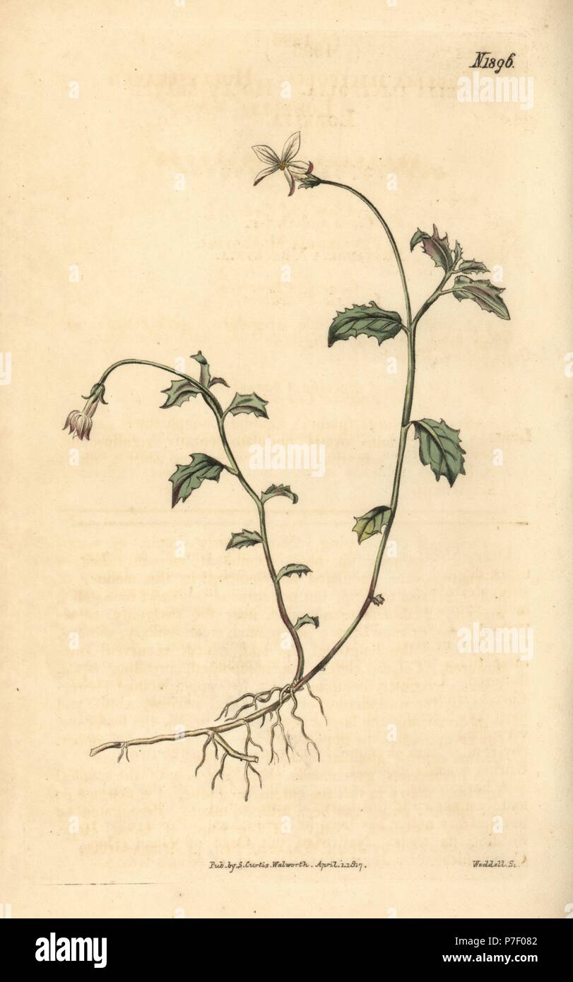 Lobelia purpurascens (Holly-leaved lobelia, Lobelia ilicifolia). Handcoloured botanical engraving from John Sims' Curtis's Botanical Magazine, Couchman, London, 1816. Stock Photo