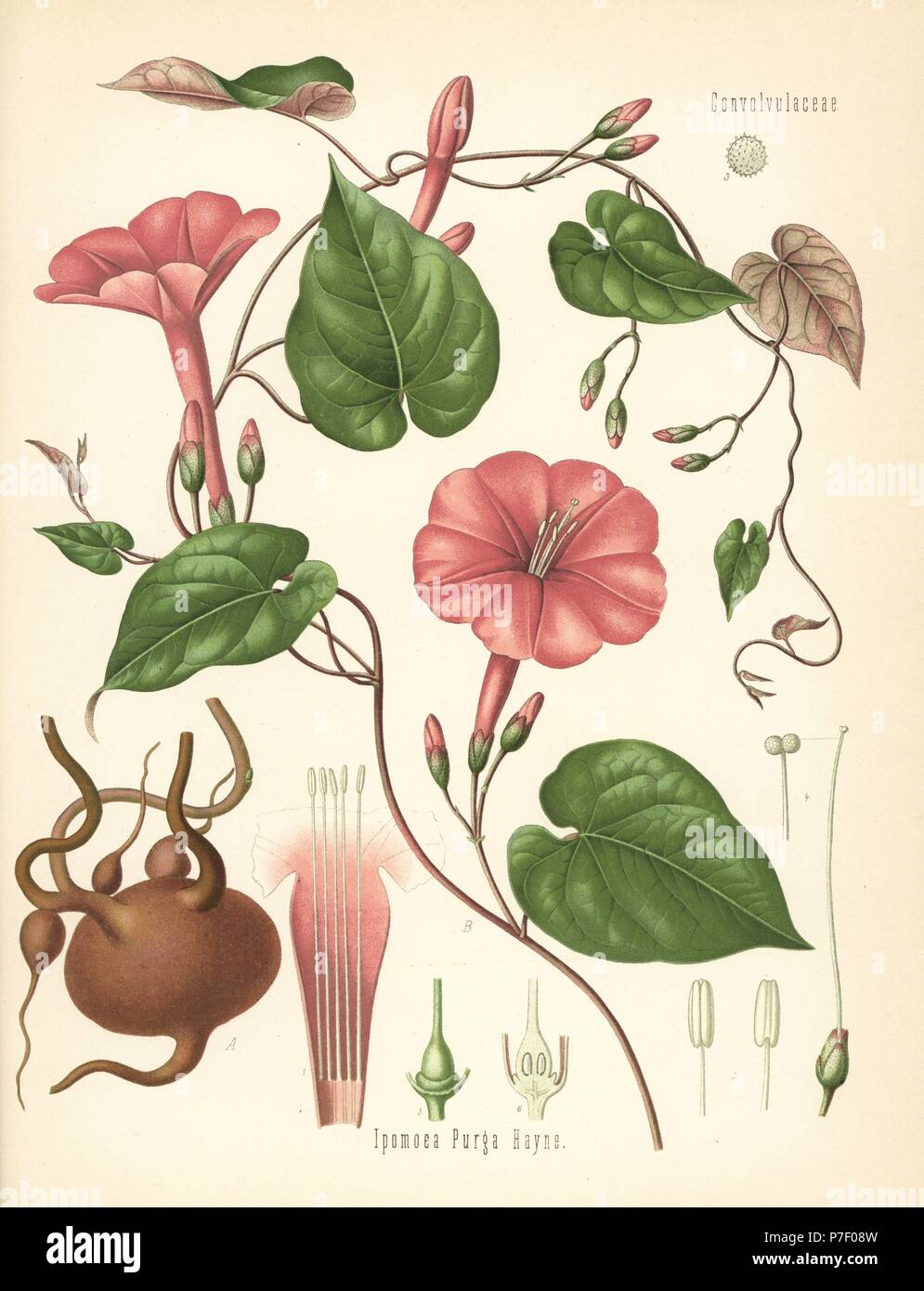 Jalap, Ipomoea purga. Chromolithograph after a botanical illustration from Hermann Adolph Koehler's Medicinal Plants, edited by Gustav Pabst, Koehler, Germany, 1887. Stock Photo