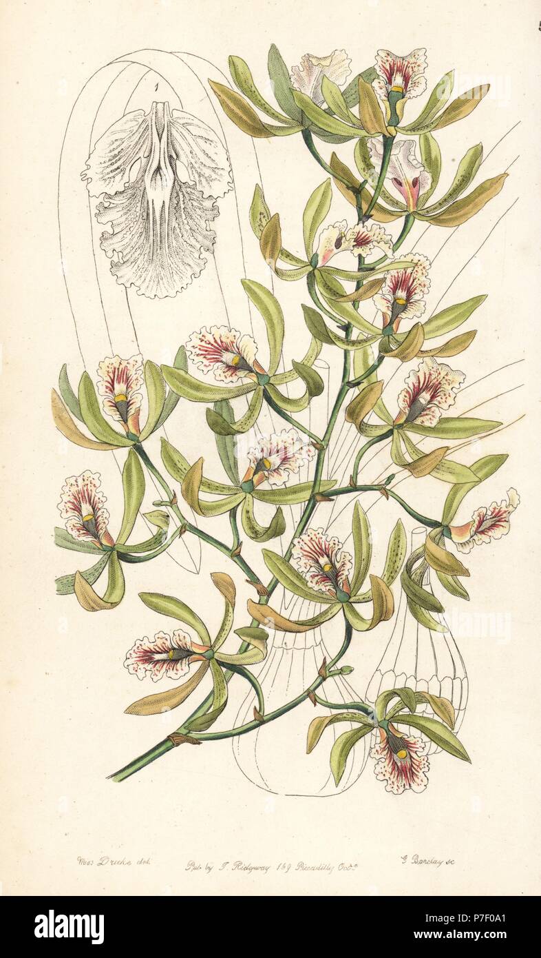 Ambiguous encyclia orchid, Encyclia ambigua (Winged epidendrum, Epidendrum alatum). Handcoloured copperplate engraving by George Barclay after an illustration by Miss Sarah Drake from Edwards' Botanical Register, edited by John Lindley, London, Ridgeway, 1847. Stock Photo