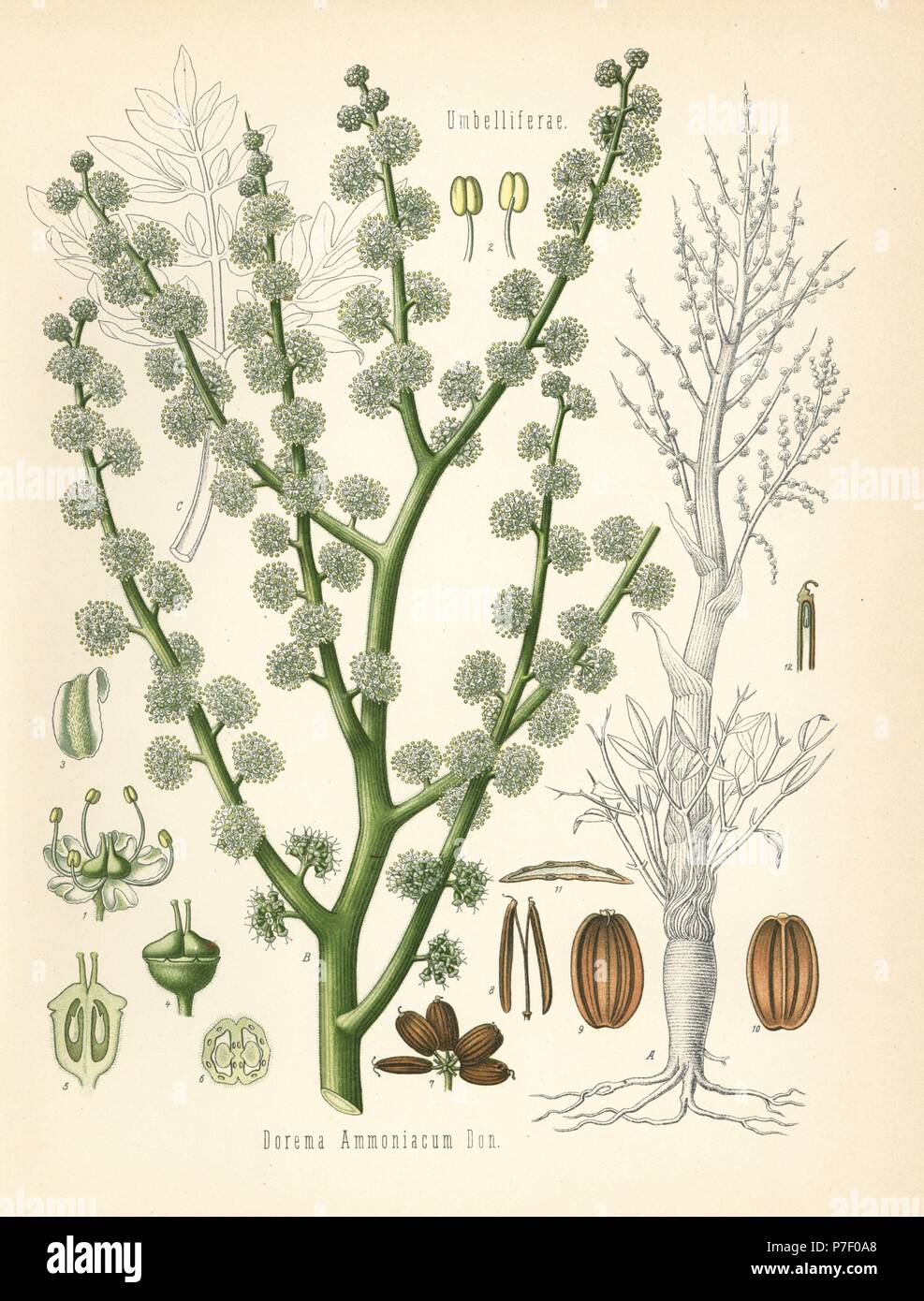 Ammoniacum or gum ammoniac, Dorema ammoniacum. Chromolithograph after a botanical illustration from Hermann Adolph Koehler's Medicinal Plants, edited by Gustav Pabst, Koehler, Germany, 1887. Stock Photo