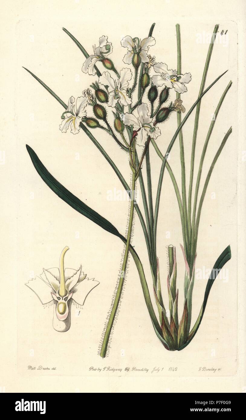 Silky triggerplant (Hairy stylewort, Stylidium pilosum). Handcoloured copperplate engraving by George Barclay after an illustration by Miss Sarah Drake from Edwards' Botanical Register, edited by John Lindley, London, Ridgeway, 1842. Stock Photo