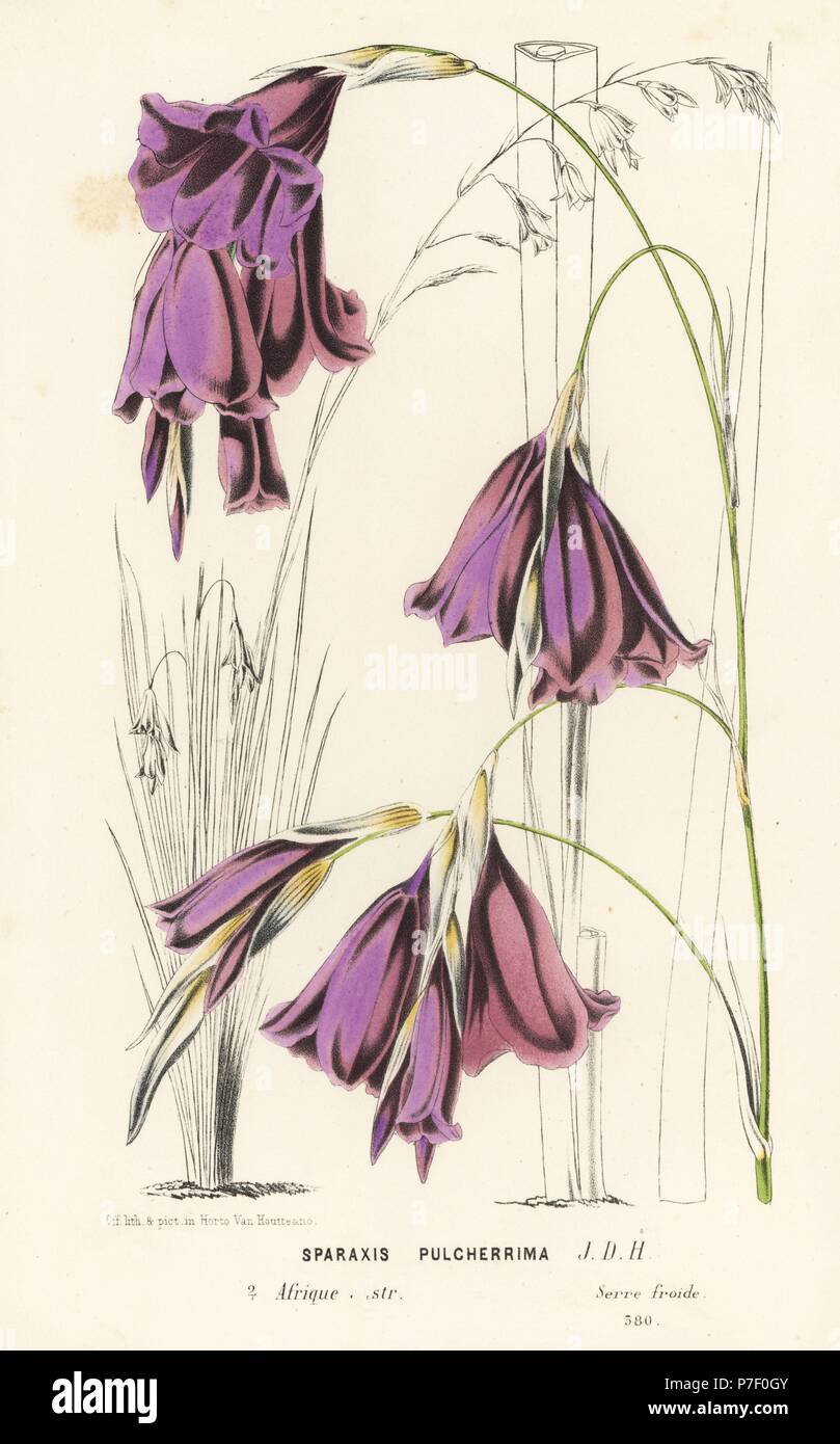Fairybells, Dierama pulcherrimum (Sparaxis pulcherrima). Handcoloured lithograph from Louis van Houtte and Charles Lemaire's Flowers of the Gardens and Hothouses of Europe, Flore des Serres et des Jardins de l'Europe, Ghent, Belgium, 1867-1868. Stock Photo