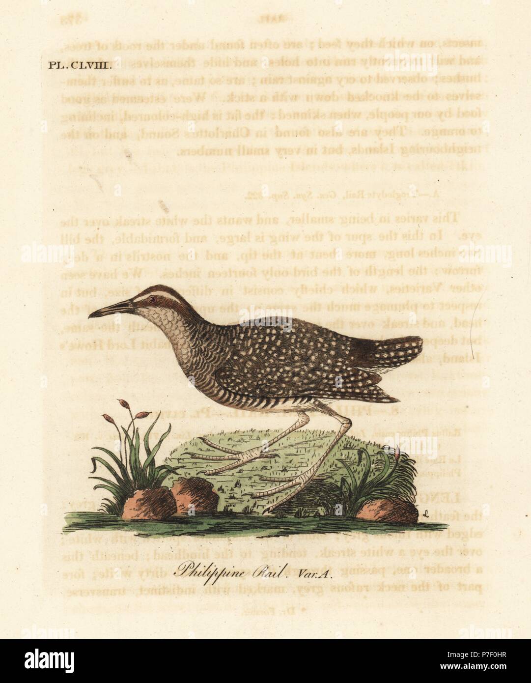 Buff-banded rail, Gallirallus philippensis (Philippine rail, Rallus philippensis). Handcoloured copperplate drawn and engraved by John Latham from his own A General History of Birds, Winchester, 1824. Stock Photo
