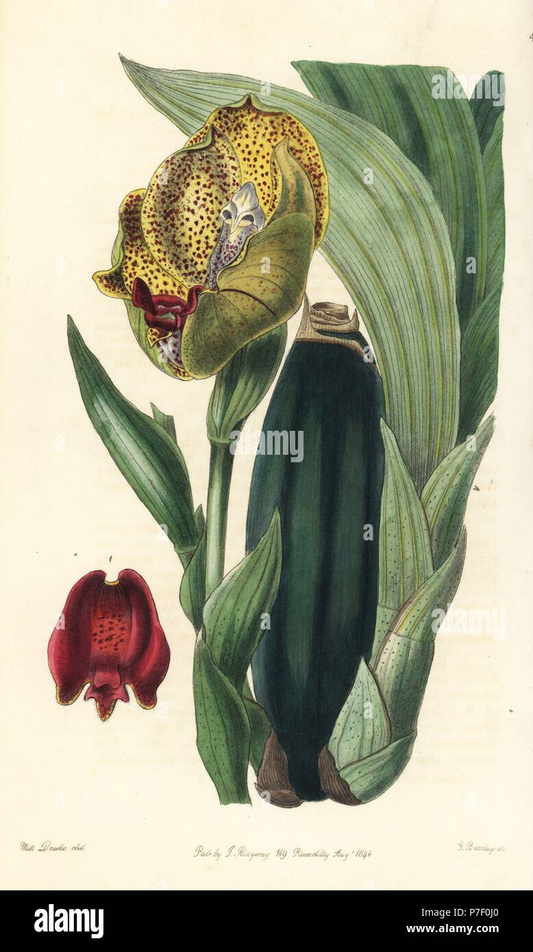 Mr. Rucker's anguloa or tulip orchid, Anguloa ruckeri. Handcoloured copperplate engraving by George Barclay after an illustration by Miss Sarah Drake from Edwards' Botanical Register, edited by John Lindley, London, Ridgeway, 1846. Stock Photo