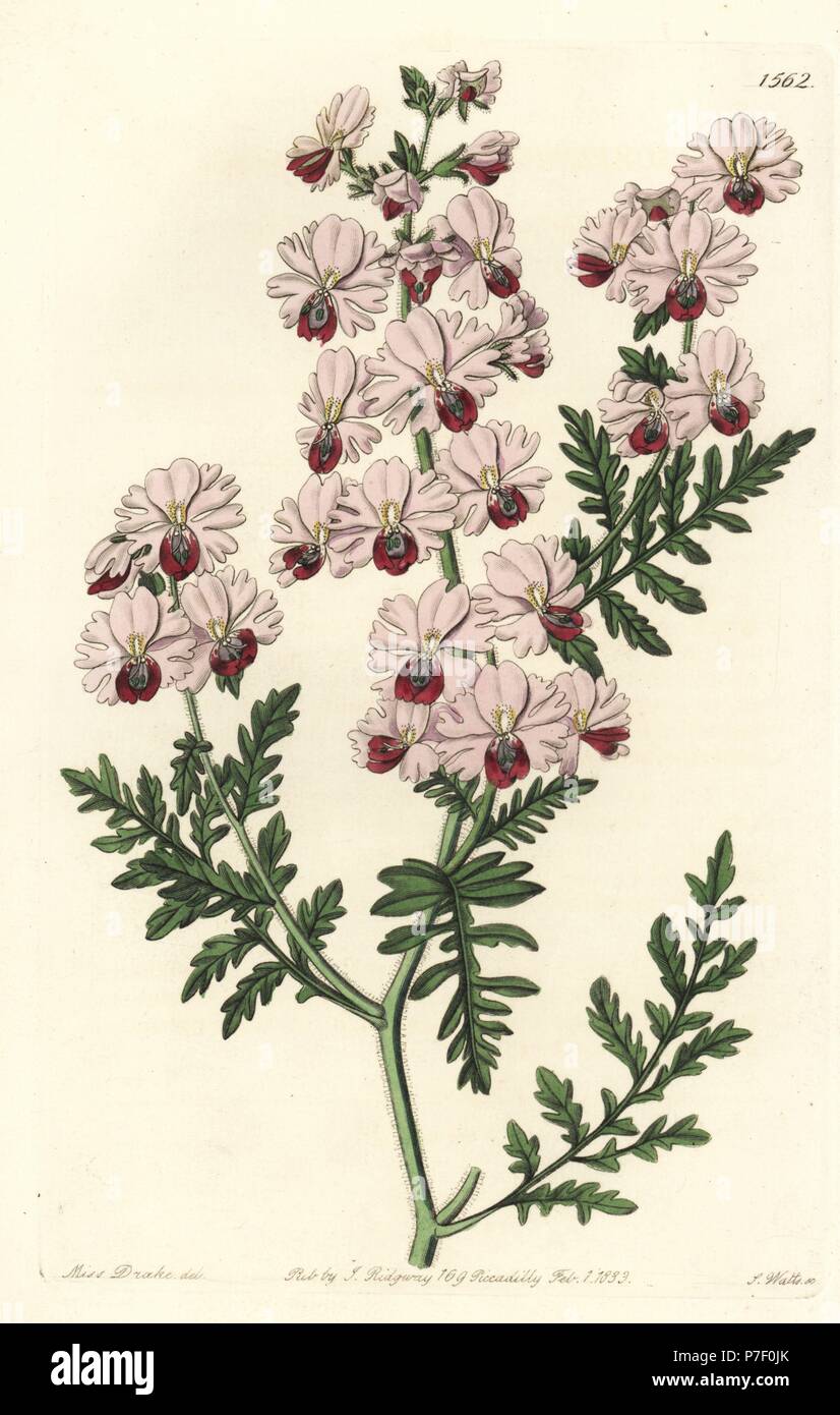 Poor-man's-orchid, Pinnated schizanthus dwarf variety, Schizanthus pinnatus humilis. Handcoloured copperplate engraving by S. Watts after an illustration by Miss Sarah Drake from Sydenham Edwards' Botanical Register, Ridgeway, London, 1833. Stock Photo