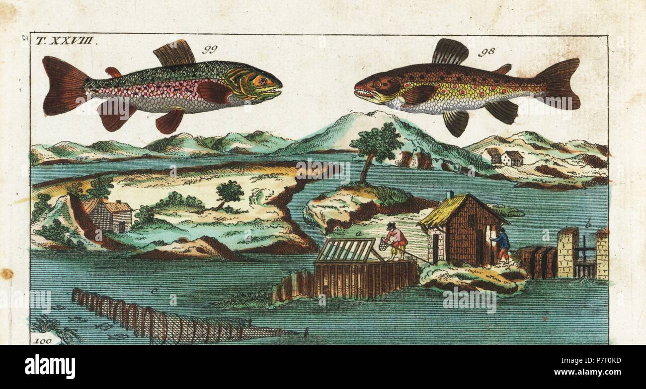 Sea trout, Salmo trutta trutta 98, charr, Salvelinus alpinus alpinus 99, and fshing methods using manmade rapids on a river to catch salmon in grills and nets. Handcolored copperplate engraving after Jacob Nilson from Gottlieb Tobias Wilhelm's Encyclopedia of Natural History: Fish, Augsburg, 1804. Wilhelm (1758-1811) was a Bavarian clergyman and naturalist known as the German Buffon. Stock Photo