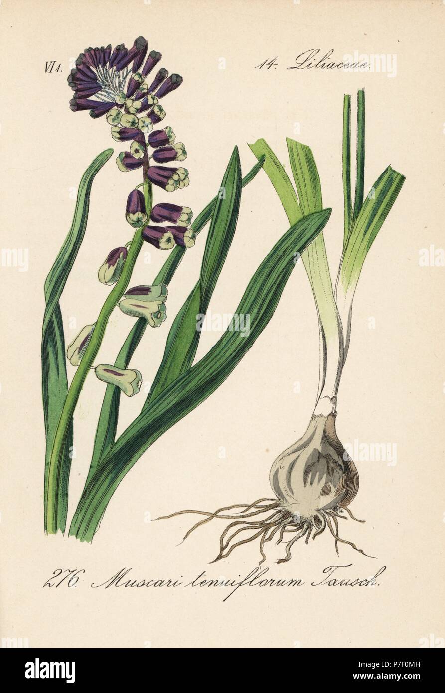 Grape hyacinth, Leopoldia tenuiflora (Muscari tenuiflorum). Handcoloured lithograph from Diederich von Schlechtendal's German Flora (Flora von Deutschland), Jena, 1871. Stock Photo