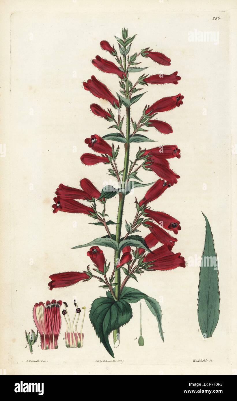 Penstemon roseus (Rose-coloured chelone, Chelone rosea). Handcoloured copperplate engraving by Weddell after a botanical illustration by Edward Dalton Smith from Robert Sweet's The British Flower Garden, Ridgeway, London, 1827. Stock Photo