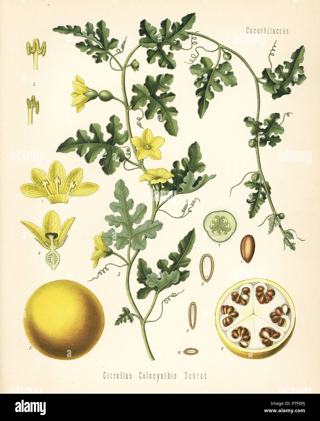 Colocynth or bitter apple, Citrullus colocynthis. Chromolithograph after a botanical illustration from Hermann Adolph Koehler's Medicinal Plants, edited by Gustav Pabst, Koehler, Germany, 1887. Stock Photo