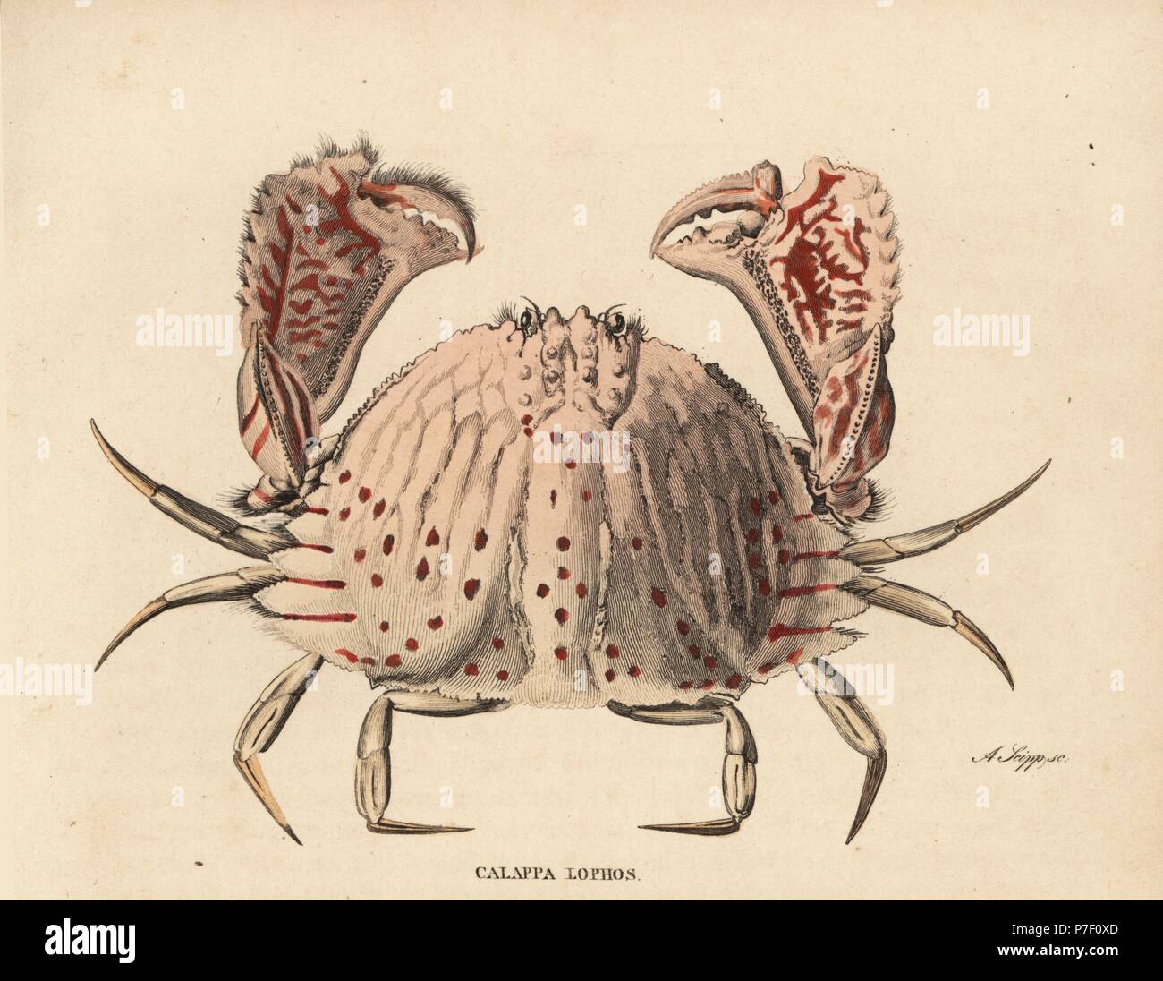 Smooth or red-spotted box crab, Calappa calappa (Calappa lophos). Handcoloured steel engraving by A. Scipp from Georg Friedrich Treitschke's Gallery of Natural History, Naturhistorischer Bildersaal des Thierreiches, Liepzig, 1842. Stock Photo