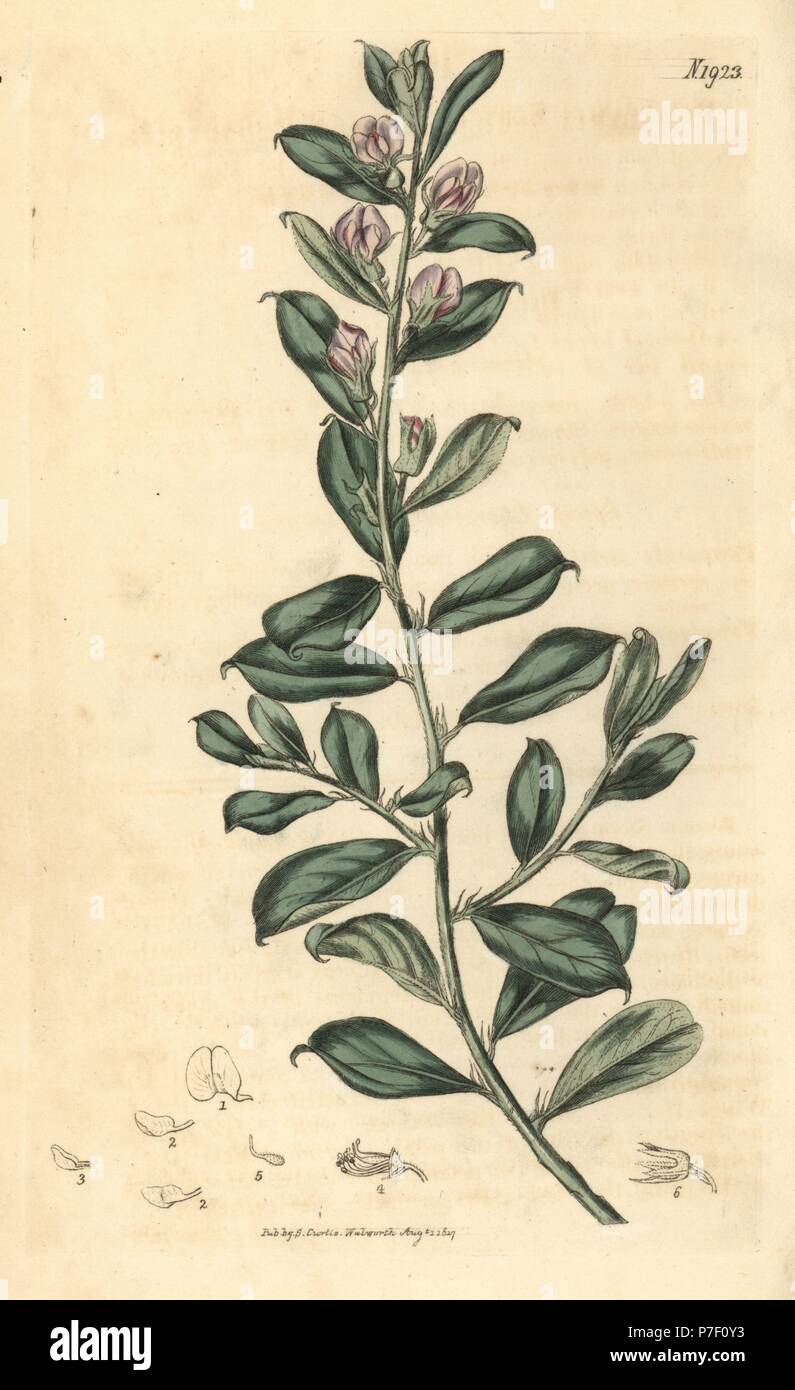 Lesser bush sweet pea or silky podalyria, Podalyria sericea. Handcoloured botanical engraving from John Sims' Curtis's Botanical Magazine, Couchman, London, 1817. Stock Photo